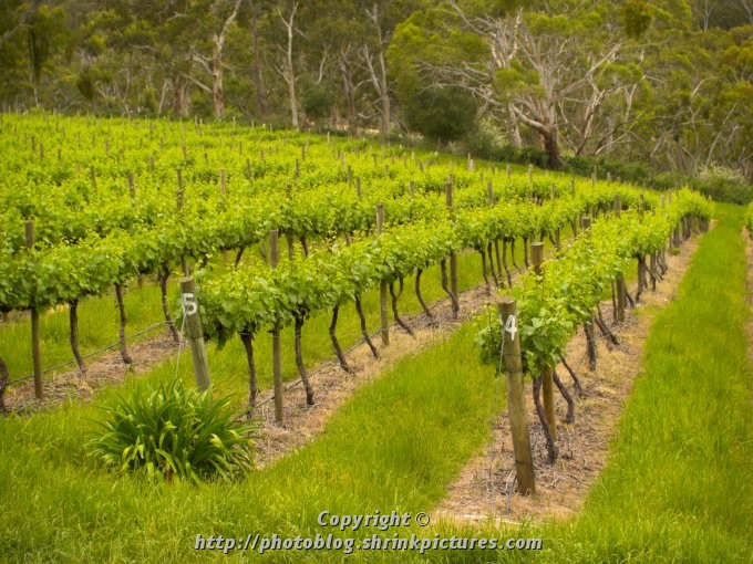 Next Years Vintage
