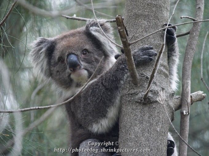Koala