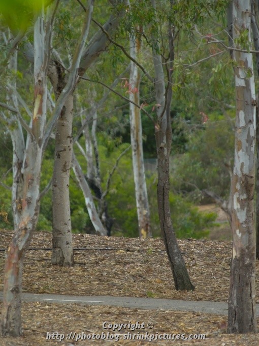 Bush Track