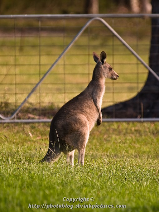 Kangaroo