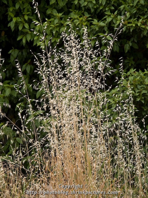 gone to seed