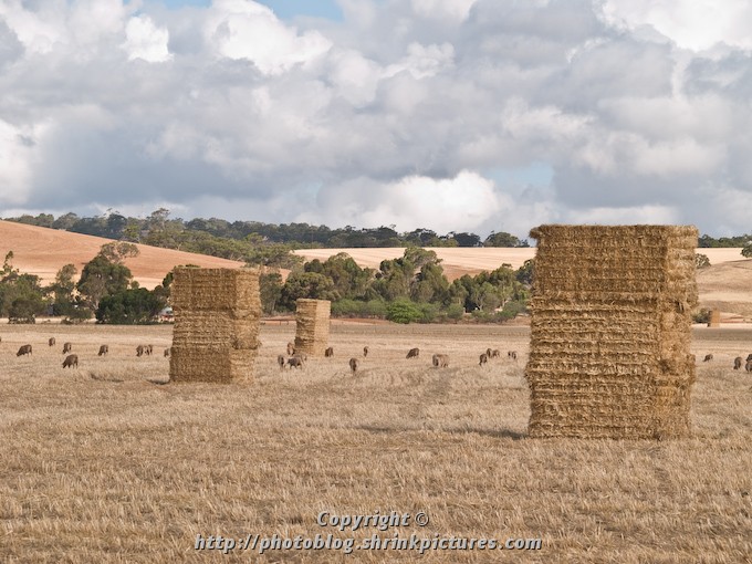 Sheep among the Bales