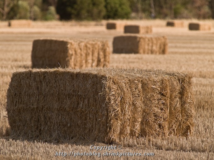 Hay Bales