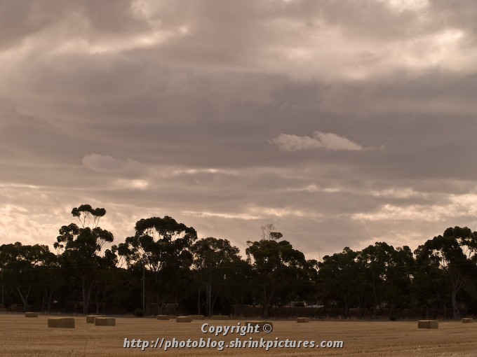 Treeline