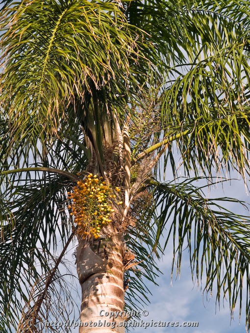 Ripening Fruit