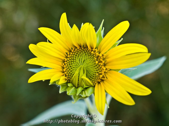 Sunflower