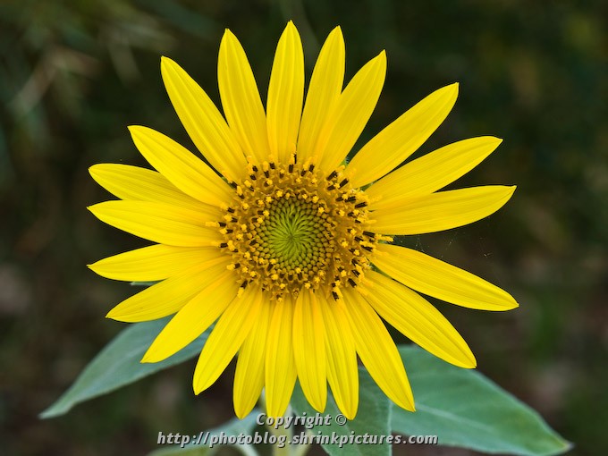 Sunflower