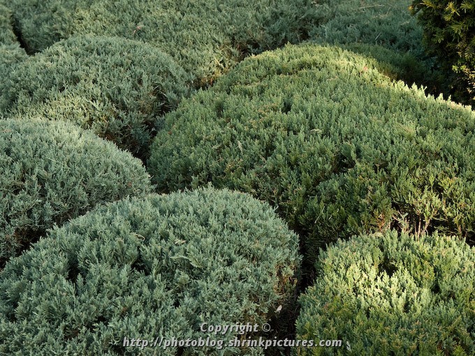MeticulouslyTrimmed