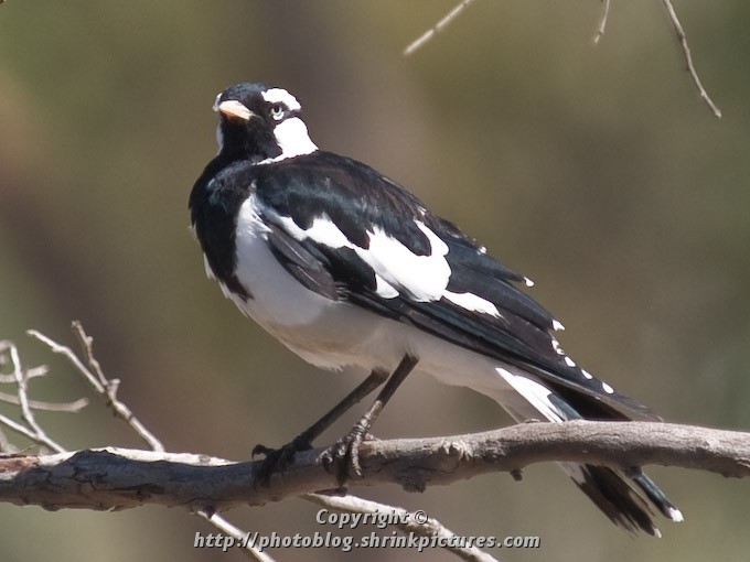 Magpie-lark