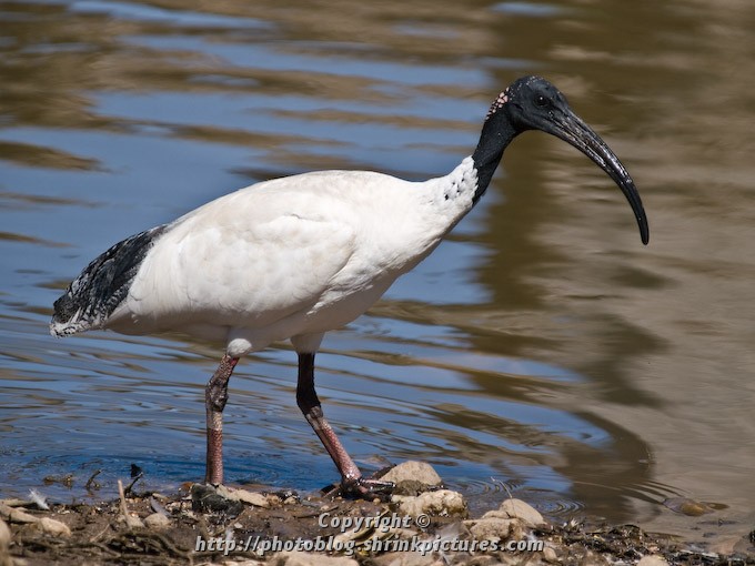 Australian White Ibis