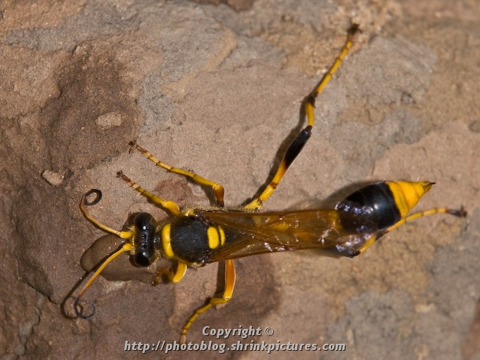 Wasp