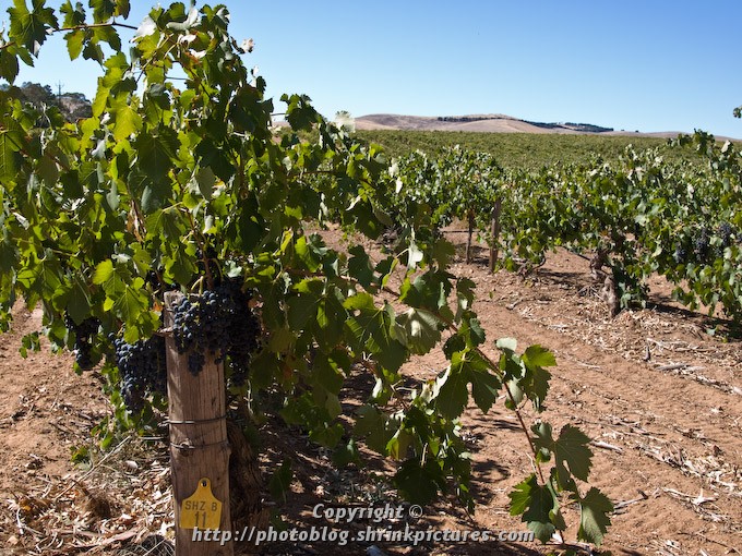 Barossa Shiraz