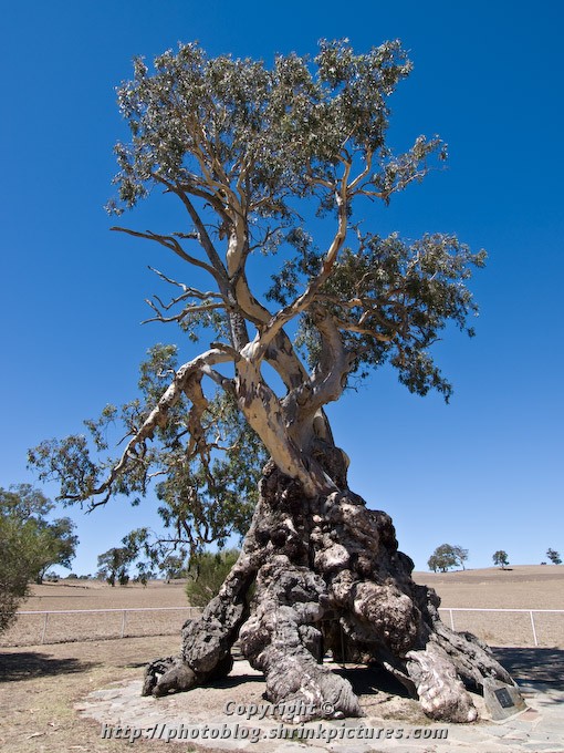 Herbig Family Tree
