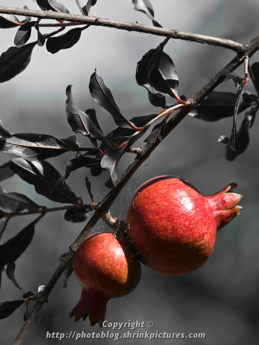 Pomegranate
