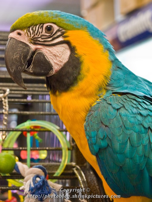 Macaw