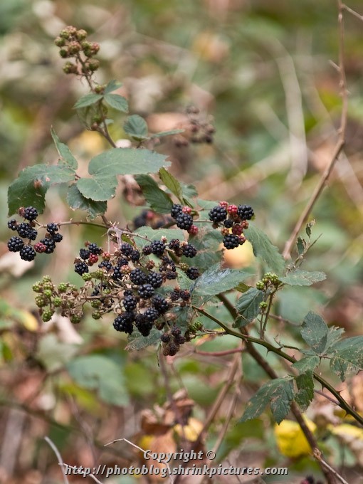 Blackberries