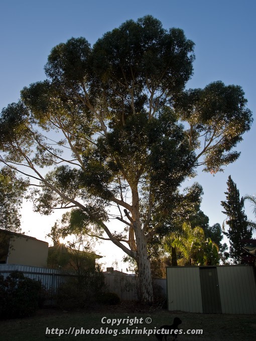 Tree