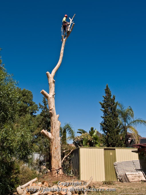 Trunk