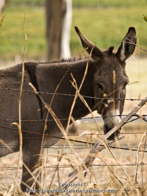 Fenced In