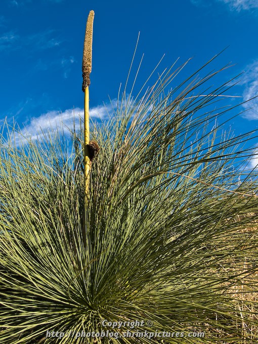 Grass Tree