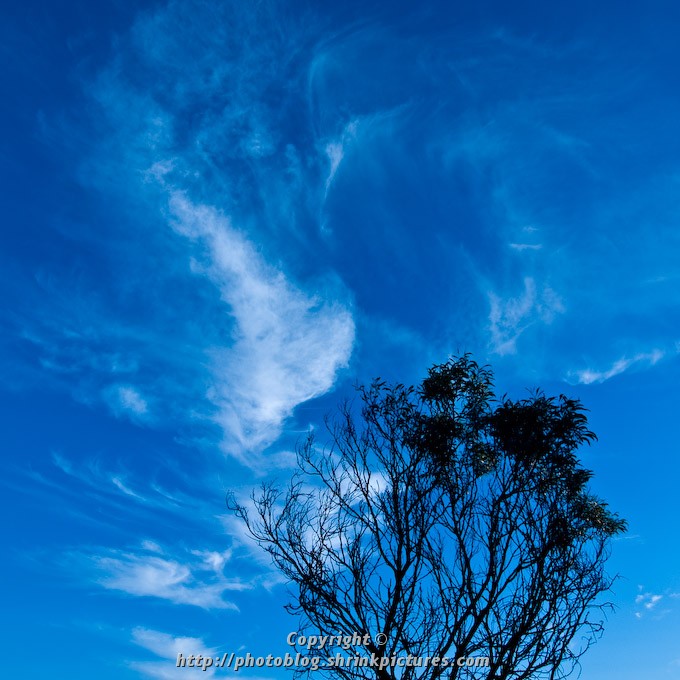 Tree and Clouds