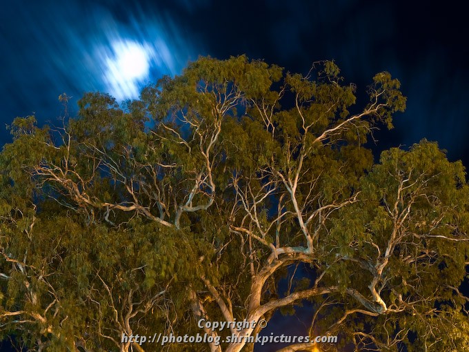 Night Tree