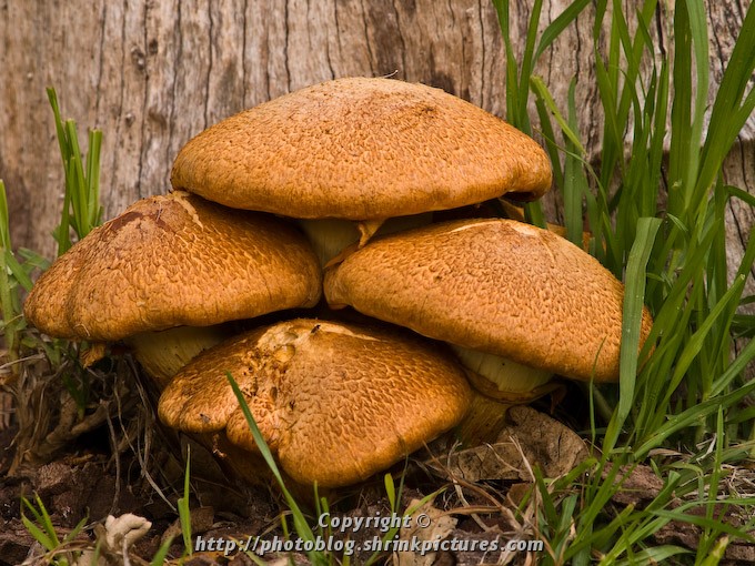 Toadstools