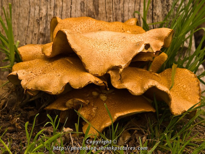 Toadstools