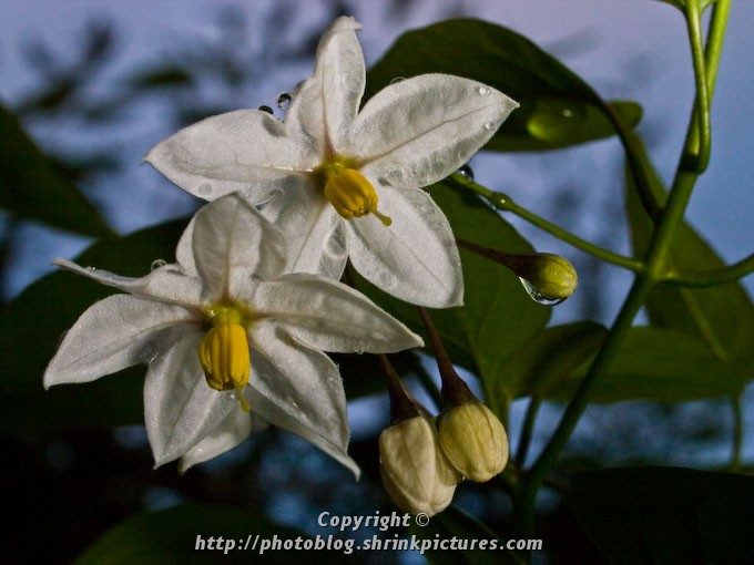 Jasmine