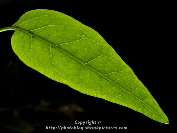 Backlit