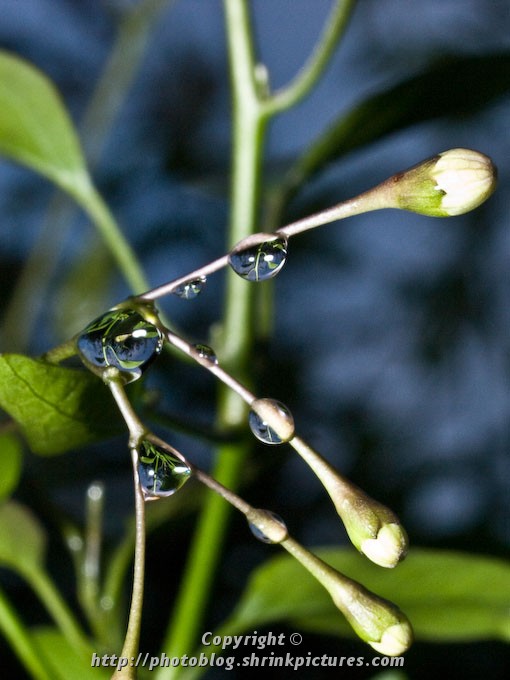 Raindrops