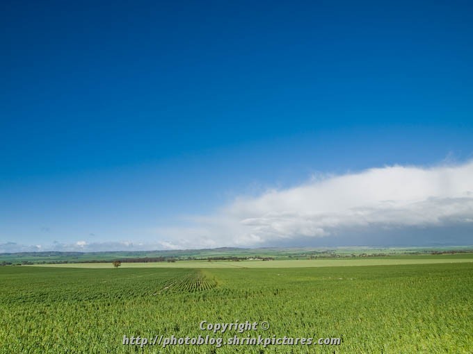 Young Canola