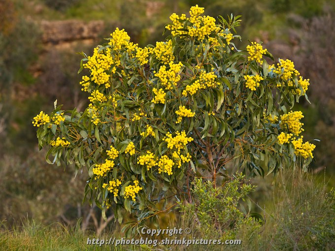 Wattle