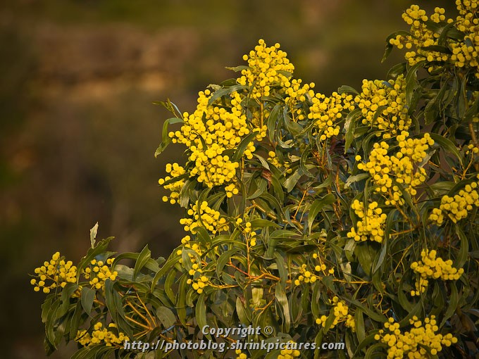 Flowers and Leaves
