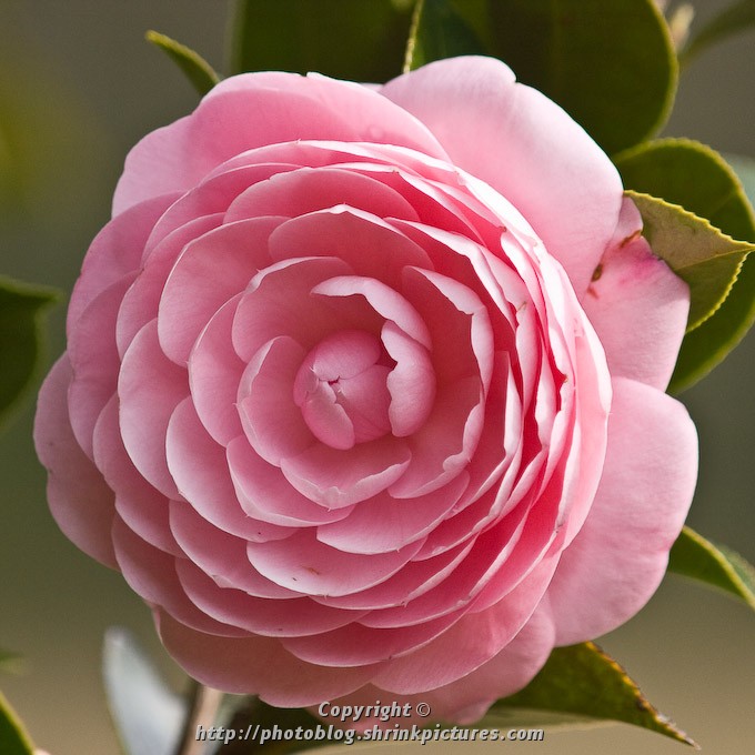 Pink Camellia