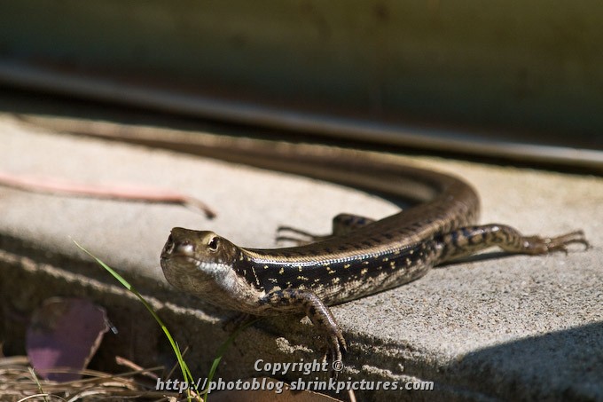 Skink
