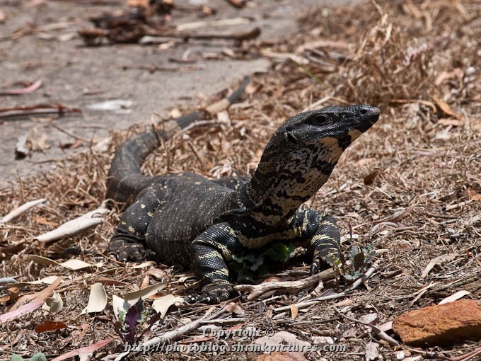 Monitor Lizard
