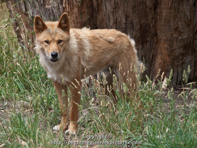 Dingo