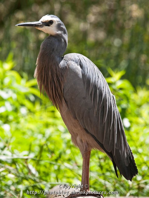 Great-Billed Heron