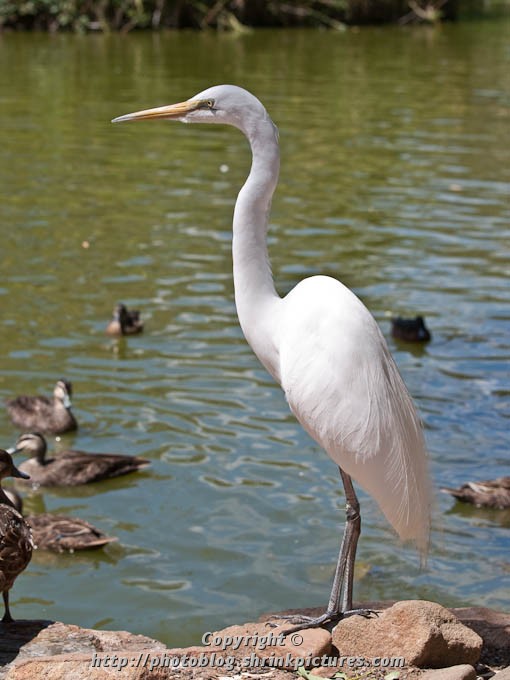 Great Egret