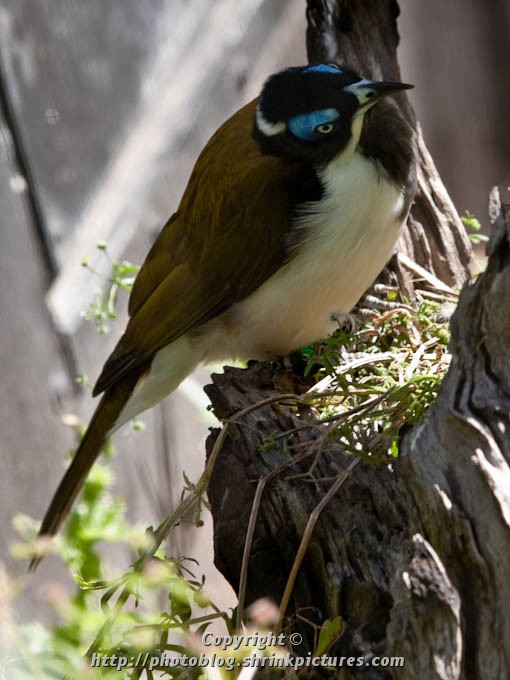 HoneyEater