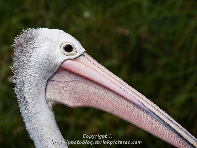 Pelican Portrait