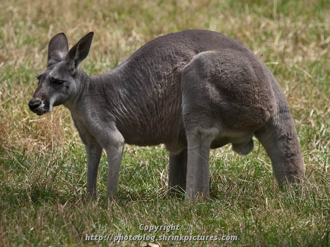 Western Grey