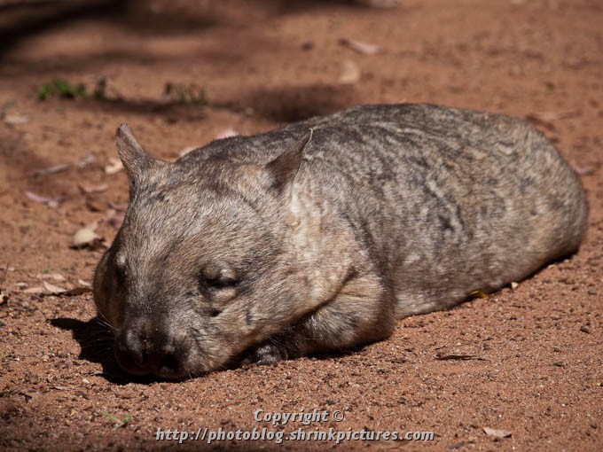 Snoozing