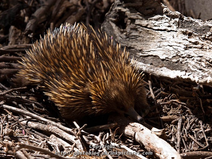 Prickly!