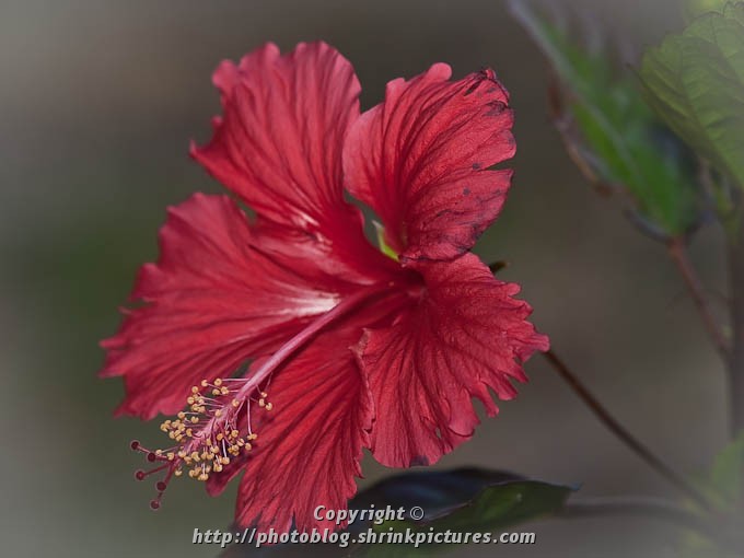 Red Hibiscus
