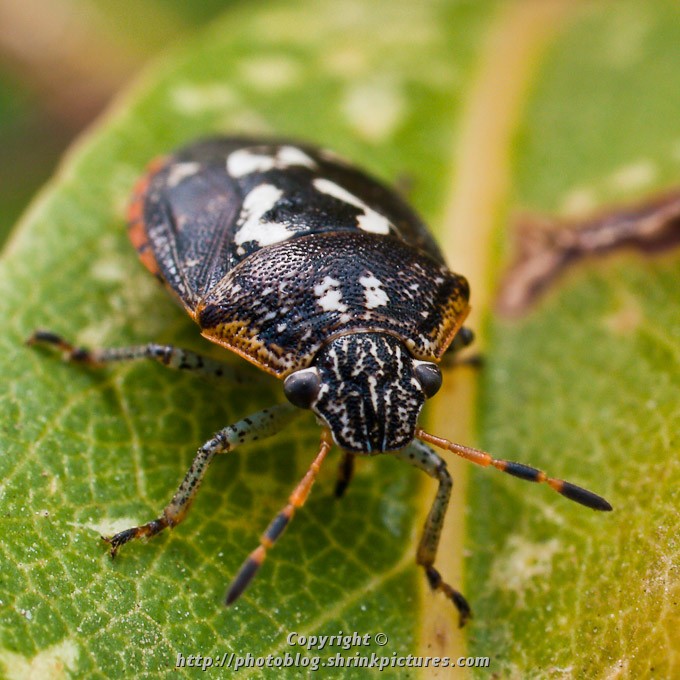 Bug