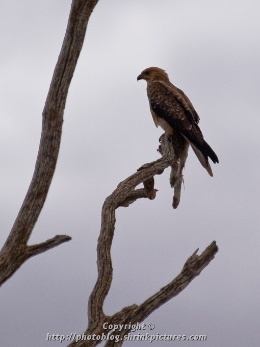Eagle and Breakfast