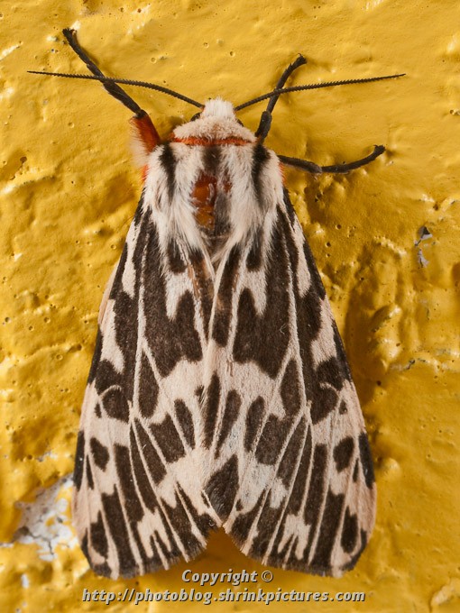 Moth