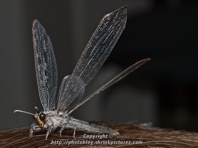 Dragonfly
